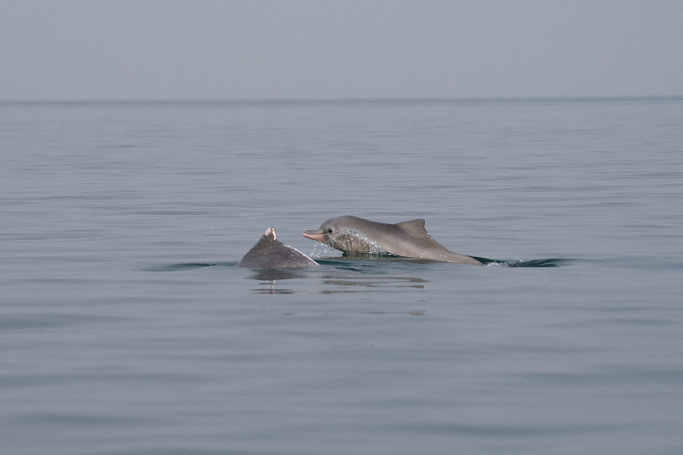 Juvenile Indo-Pacific humpback dolphins